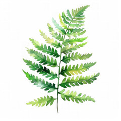 Vibrant watercolor fern leaf illustration on a clean white background, perfect for environmental themes, nature designs, or botanical collections with ample copy space