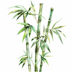 Watercolor illustration of bamboo stems with leaves on a white background, suitable for botanic-themed designs and text space for eco-friendly concepts