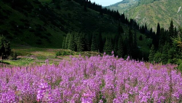 large field of Beautiful flowers Ivan Chai or Kiprey fireweed in mountains at sunset