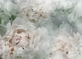 Flowers   peonies.   Floral spring background. Petals peonies.   Close-up. Nature.