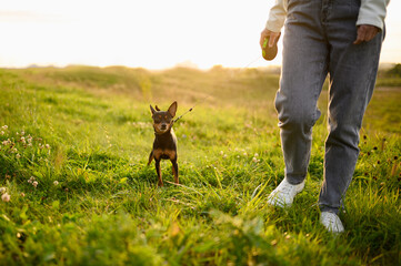 Woman with a smooth-haired Russian toy terrier on a leash walks through the grass, in nature at...