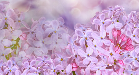 Floral spring background. Lilac flowers background. Nature.	
