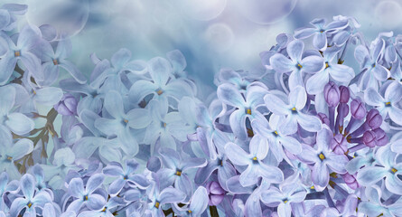 Floral spring background. Lilac flowers background. Nature.	
