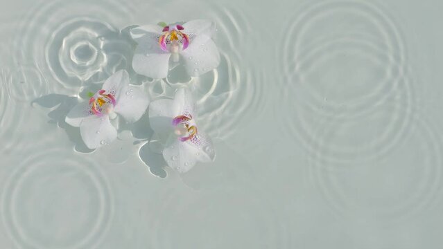 white orchid flower petals in transparent water surface from above, symbolic concept for beauty care and wellbeing in nature