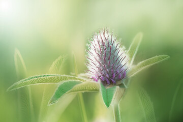 Beautiful clover flower on green background. Shallow depth of field. Close up. Nature.	

