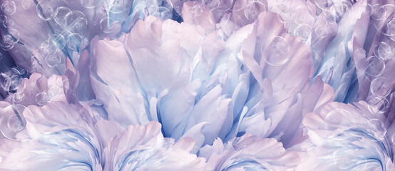 Floral background.  Peony  flower and petals flowers. Close-up.   Nature.