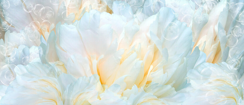 Floral background.  Peoni flower and petals flowers. Close-up.   Nature.