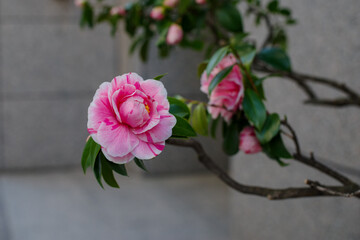 東京港区赤坂4丁目の美しいツバキ