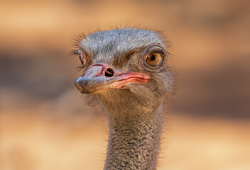 Close-up view of a Common ostrich (Struthio camelus) 