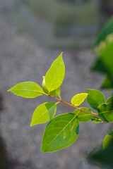東京赤坂にある氷川神社で葉っぱが輝く