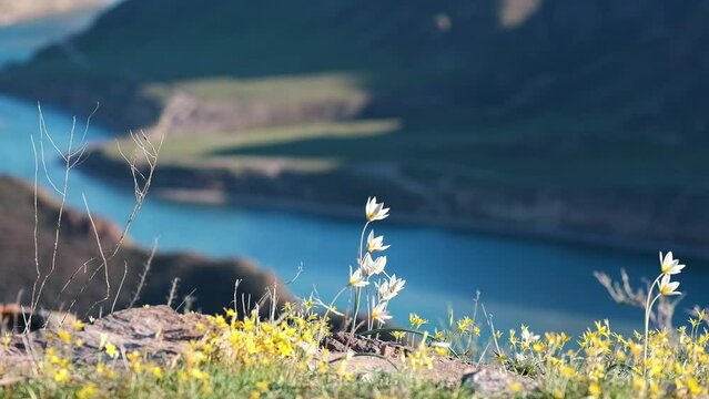 Buze tulips in spring on a cliff on the bank of a beautiful bend of the river. Flowers near Ili in Kazakhstan in the steppe