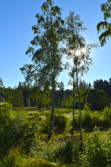 Bayerischer Wald,  Hochmoor,  Feuchtwiese