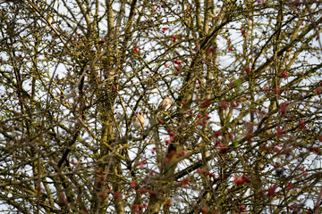 a pair of Goldfinch (Carduelis carduelis) feeding in a summer bush