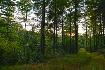 Obraz premium Nationalpark Bayerischerwald, wandern durch den Waldhäuser Riegel