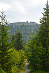 Nationalpark Bayerischerwald, Sommerwanderweg Richtung Himmelleiter, Lusengipfel