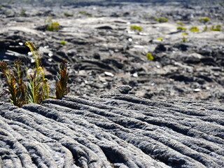 Blechnum ferns, first vegetals after volcanic eruption, Piton de la Fournaise, Reunion island....