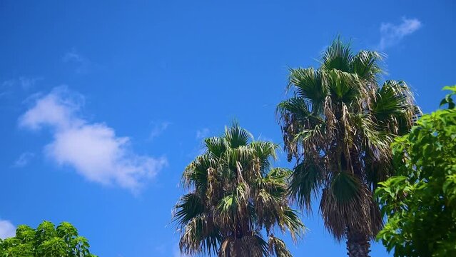 palm trees under a blue sky with white clouds