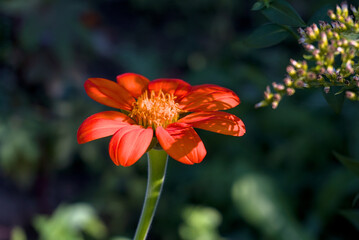 mexican sunflower tithonia rotundifolia light from right side