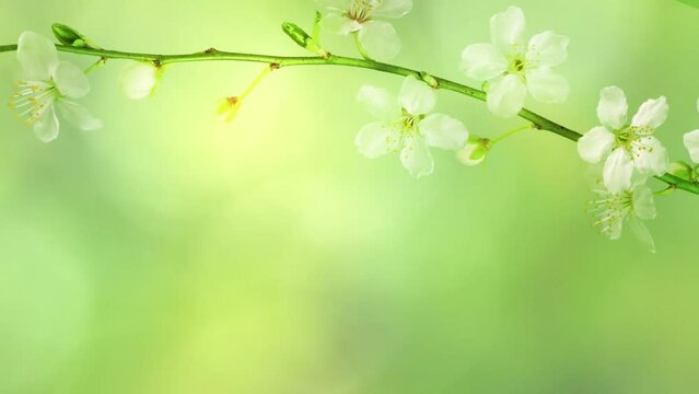 white flowering tree branch on abstract blurred green spring background, sunny nature scene with soft bokeh light animation and copy space