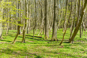Frühling und frisches Laub im Buchenwald