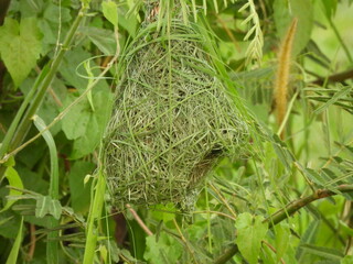 Fototapeta premium An unfinish Baya Weaver bird nest. This photo is recorded at Sekinchan, Selangor, Malaysia.