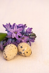 Blue hyacinth flowers, quail eggs on white background. Floral Easter background, Spring photo, copy space