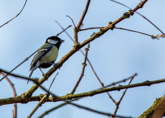 Great Tit (Parus major) - Widespread across Europe & Asia