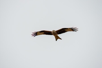 a wild red kite (Milvus milvus) in flight