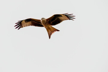 a wild red kite (Milvus milvus) in flight