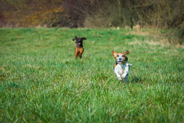 beagle and bloodhound running together on a meadow - obrazy, fototapety, plakaty