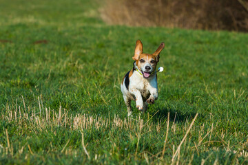 happy beagle dog running on a meadow