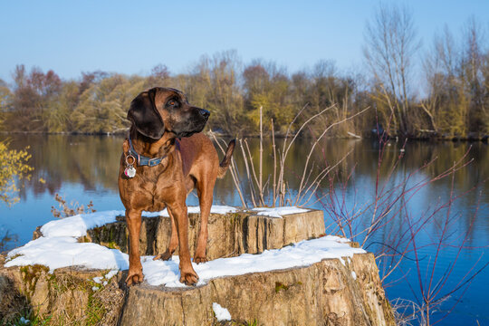 cute bavarian mountain dog standing at a lake