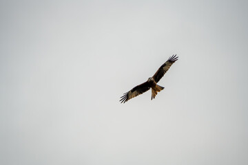 detailed close-up of a red kite (Milvus milvus) in flight, hunting 