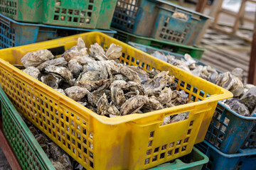 Un bac plastique jaune avec des coquilles d'huître à Arcachon