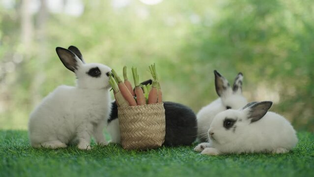 Group of cute little rabbits eat vegetables in basket and take a rest on green grass field with a natural background during spring. Beautiful little rabbits are eating carrots food on a lawn in park. 