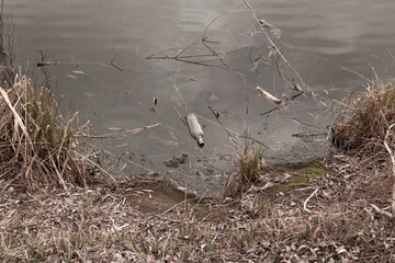 An empty bottle in the water near the shore of a dirty lake