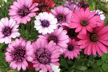 Pretty Attractive African Daisy Flower Spring - 759769035