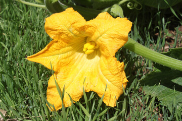 Beautiful blooming pumpkin flower in vegetable farm. - 759769041