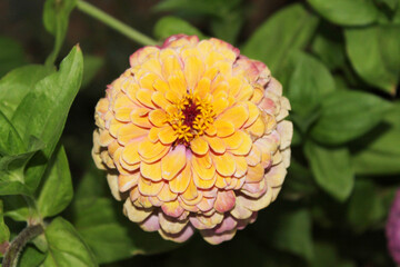Blossom yellow zinnia flower on a green background on a summer day macro photography - 759769293
