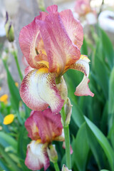 Close-up photo of Iris flower (Iridaceae family). - 759769405