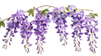 branch of beautiful hanging purple wisteria flowers isolated on white background PNG - obrazy, fototapety, plakaty