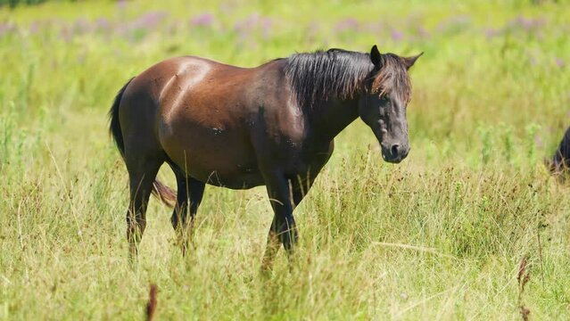 Brown Horse and many annoying flies. Farm animal graze in meadow