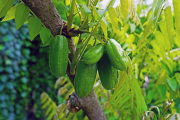 Averrhoa bilimbi (commonly known as bilimbi, cucumber tree, or tree sorrel) Pulinchikka