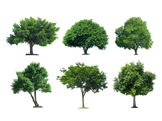 Trees isolated, transparent background