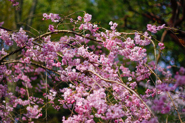 Ethereal Beauty of Weeping Sakura in Heian Jingu, Kyoto