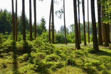 Wald,  Forst,  Waldlandschaft, Naturverjüngung - obrazy, fototapety, plakaty