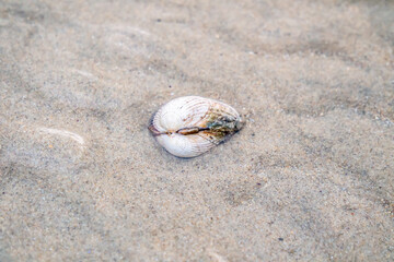 Shell at Ballinareava strand at the Sheskinmore Nature Reserve between Ardara and Portnoo in Donegal - Ireland