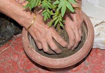 Two hands of the old woman planting young tree or plant into the soil. selective focus on subject