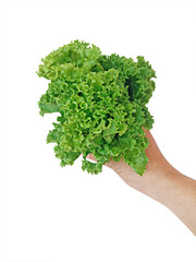 Fototapeta na wymiar lettuce salad in hand, transparent background