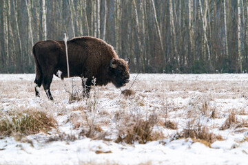 European bison (Bison bonasus) in winter Bialowieza forest, Poland